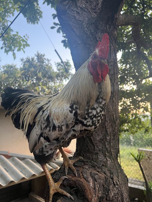 Par de galos/ granizos wyandotte