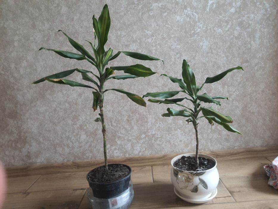 Калла, драцена комнатные цветы