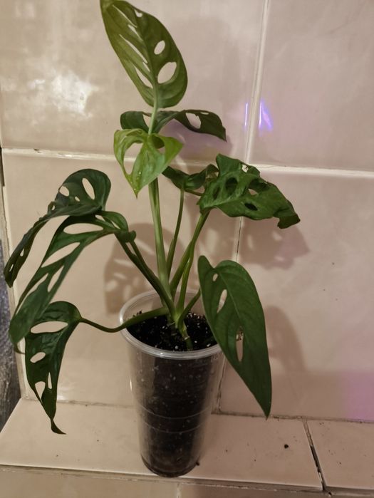 Монстера  Манкі,Мініма -кімнатна ліана