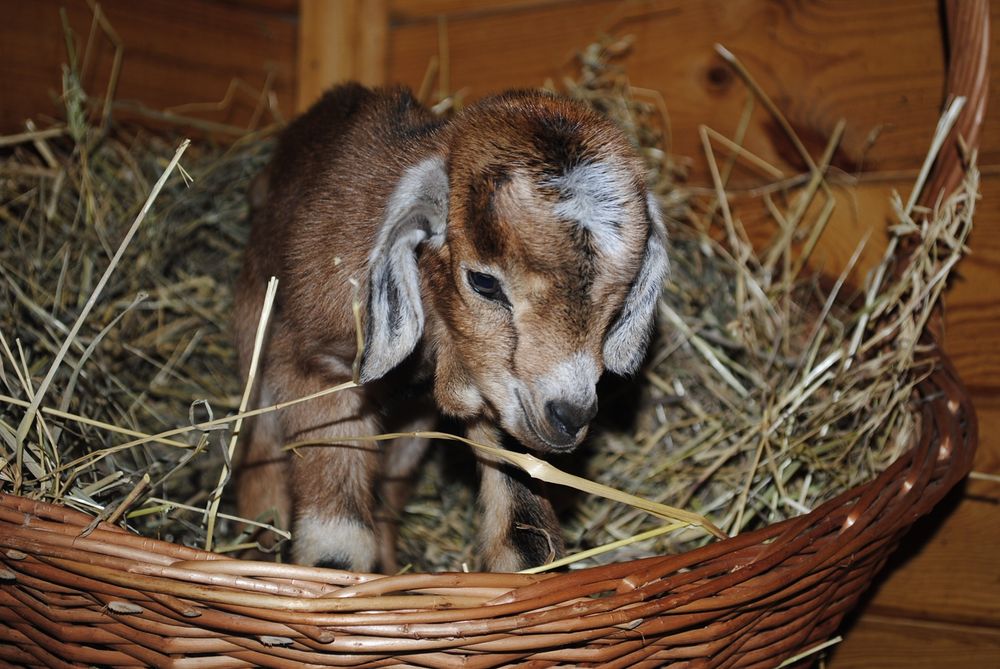 Міні козлик Ан+ міні