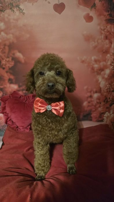 Pudel  miniaturai wychowywany z sercem