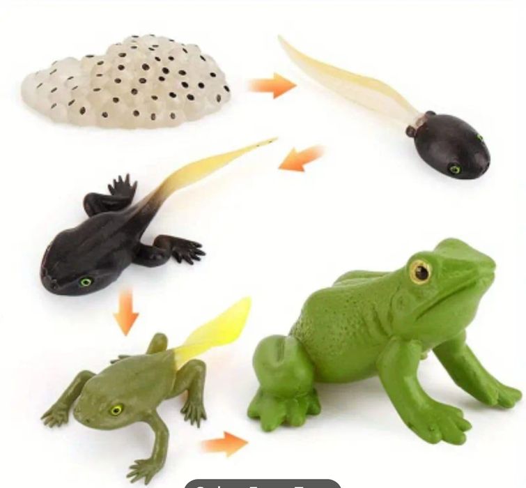 Ciclo da vida do sapo