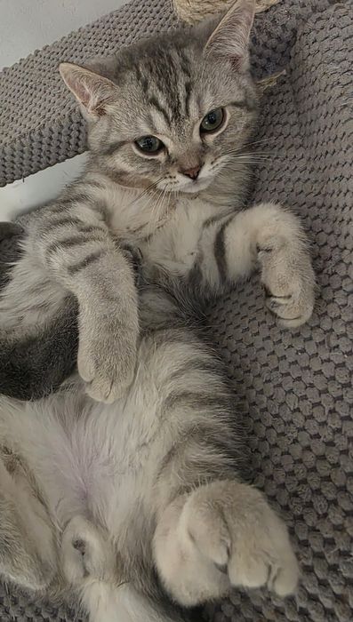 Harry kocurek brytyjski cętkowany WCF