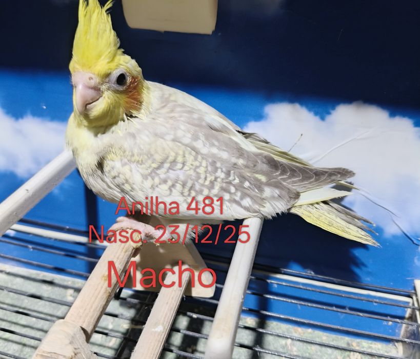 Caturras criadas a mão