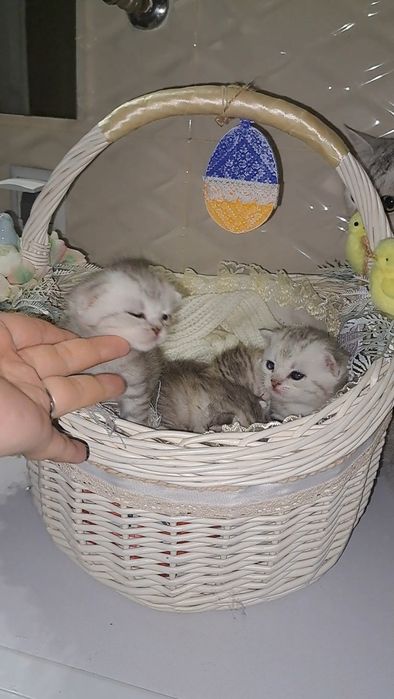 Котята Британські елітний окрас срібна шиншила в нас преміум класу