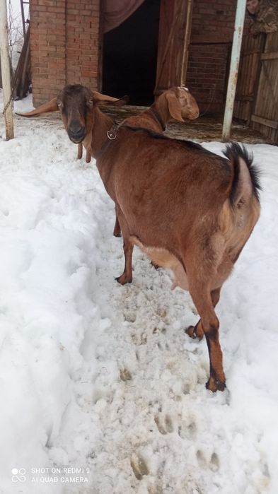 Продам козяче молоко та бринзу