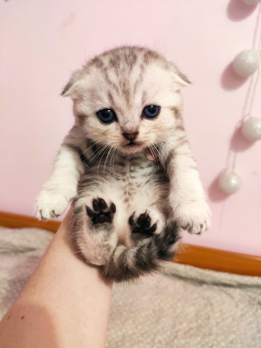 Шотландские вислоухие и прямоухие котята