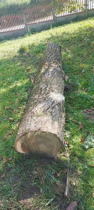 Drzewo jesion kłoda