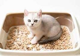 НАПОВНЮВАЧ УНІВЕРСАЛЬНИЙ для тварин 210 грн мішок 15кг