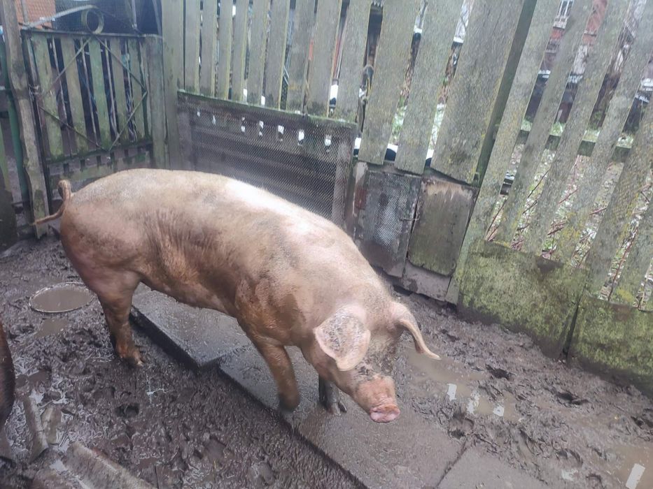 Продам свині живою вагою, Свиня