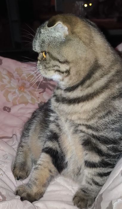 Чарівний хлопець Срочно!