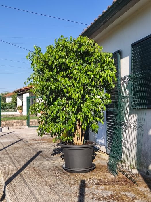 Focus Benjamina XXL, plantas, jardim, natureza, decoração