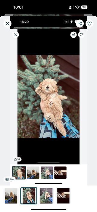 PR e mium ‼️,міні мальтипу‼️