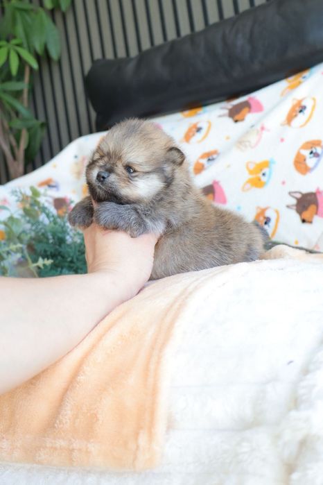 Lulu da Pomerânia.   Mini. Com Lop e Afixo . Black tan. Russo.
