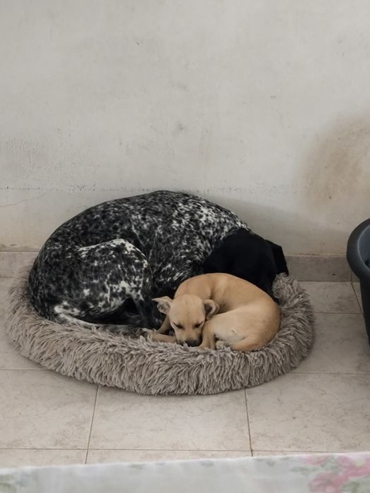 Fêmea Braco Alemão para adopção