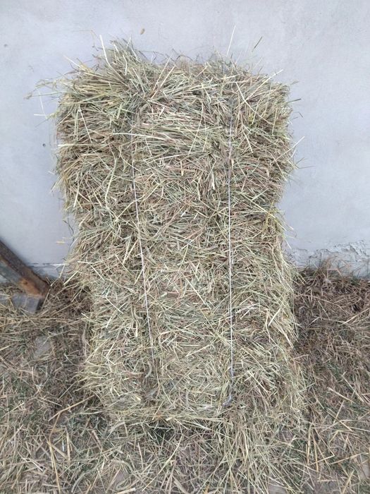 Продам сіно берегове, люцерна