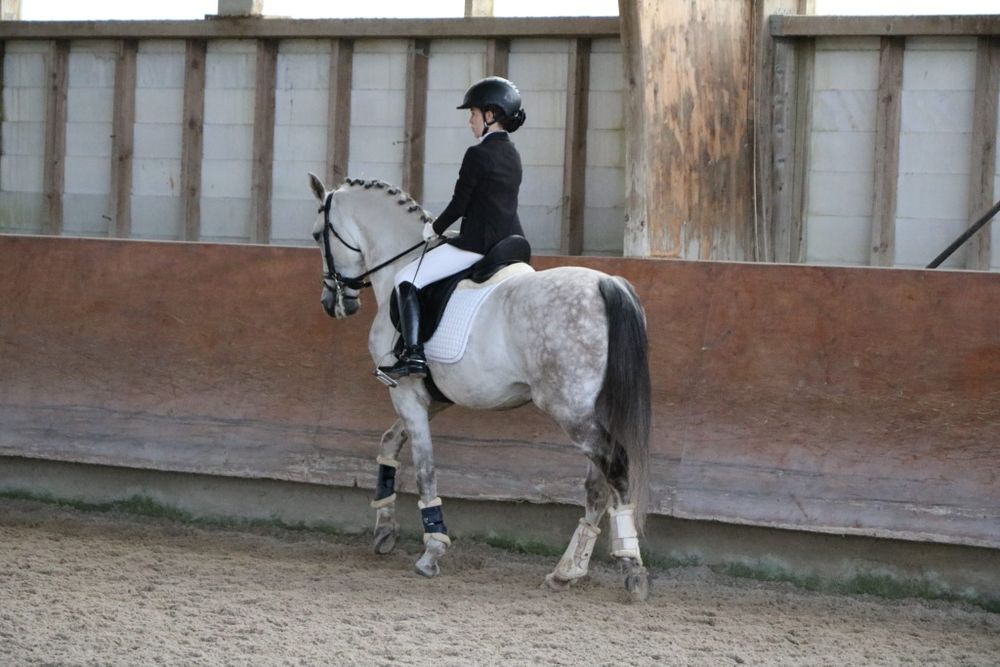 Cavalo Lusitano.