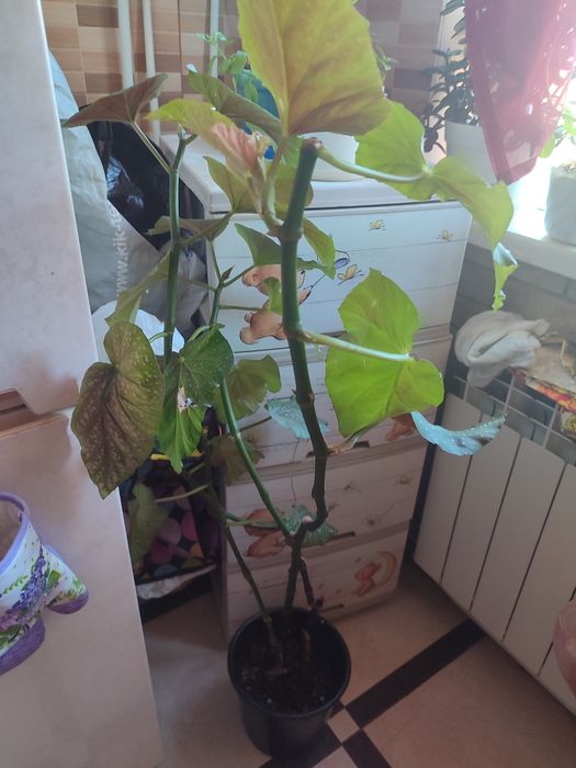 Продам комнатные растения