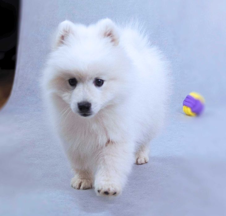 Шпиц японский КСУ. Японський шпіц