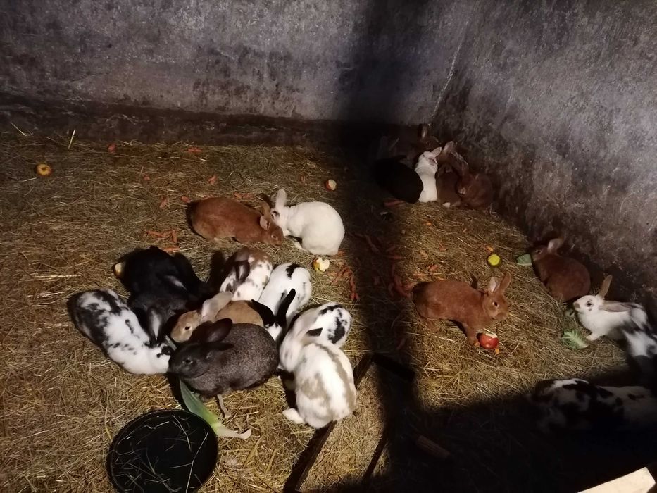 Króliki na sprzedaż