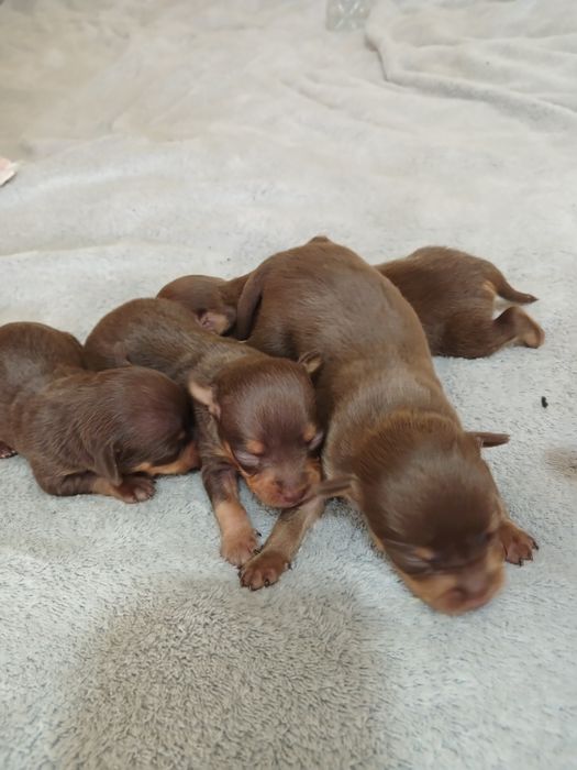 Кукольні чистокровні дітки трй-тер'єра