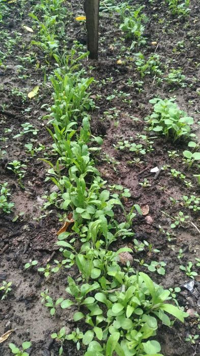 Свіже, якісне насіння овочів, пряних, квітів на вагу,  опт, роздріб.