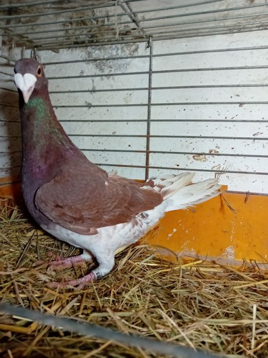 Gołębie Rzeszowskie samce