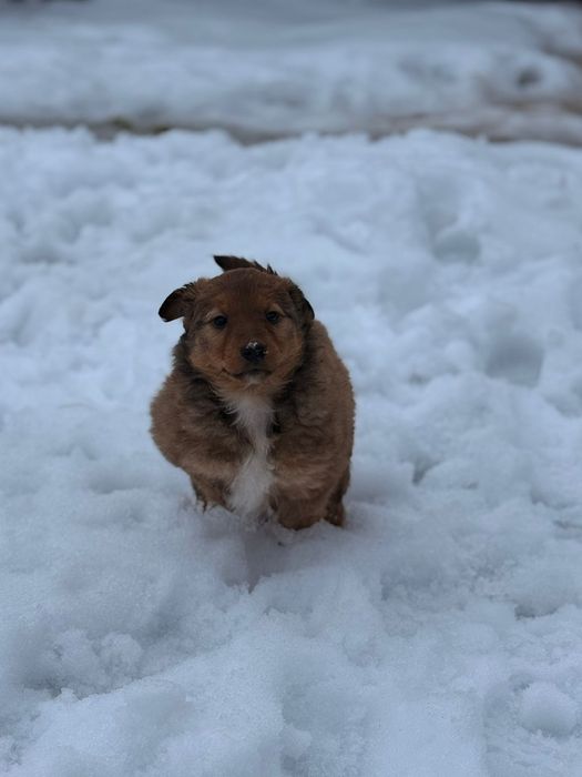 Oddam za darmo Szczeniaki