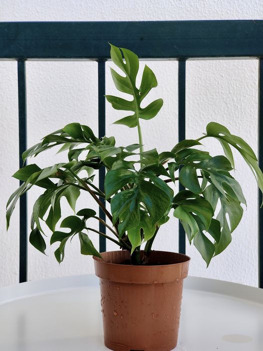 Monstera minima // planta interior