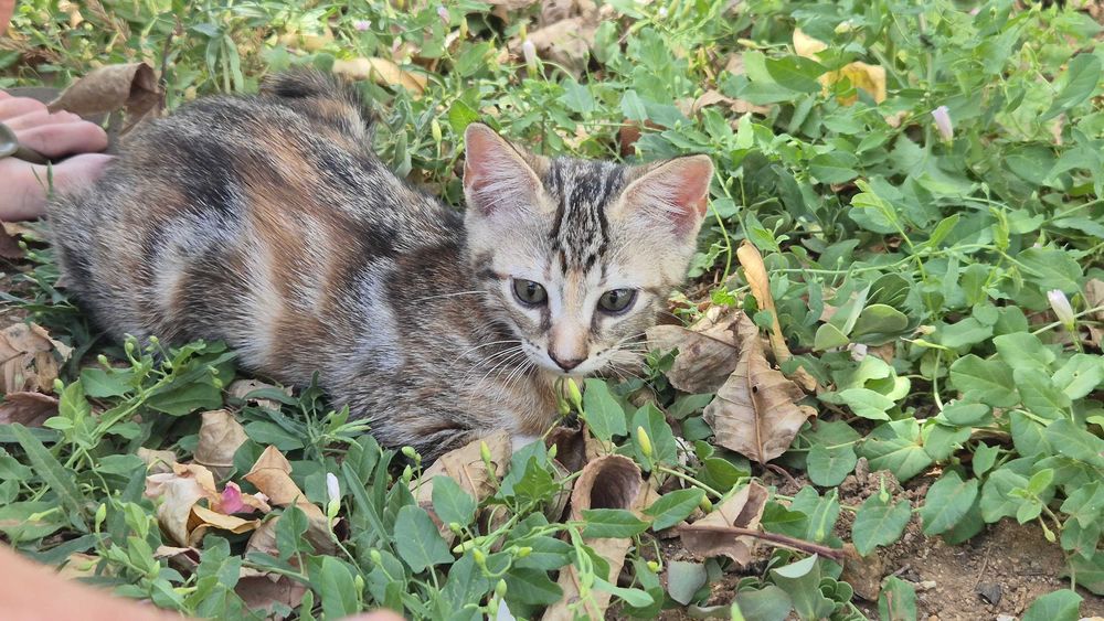 Gatinhos para dar