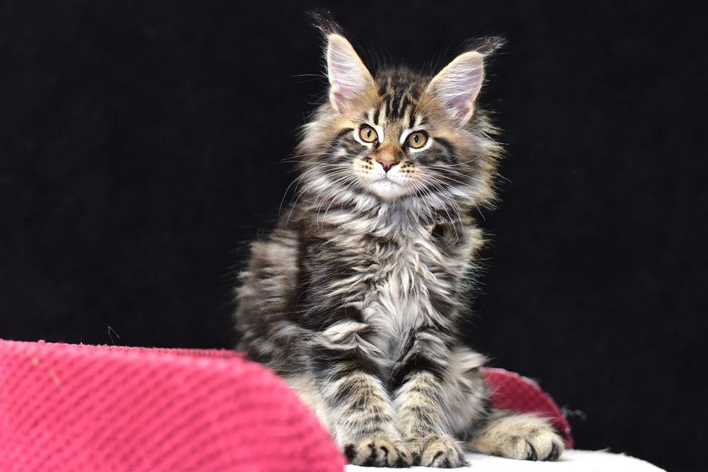 Котята Мaine Coon