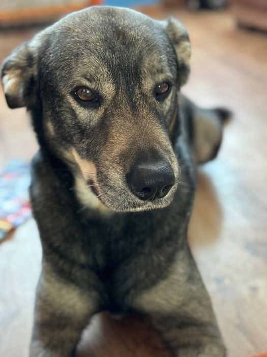 8 letni pies do PILNEJ ADOPCJI
