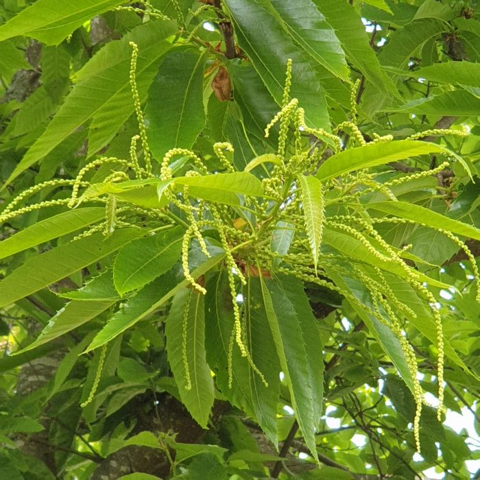Castanheiros para transplantar