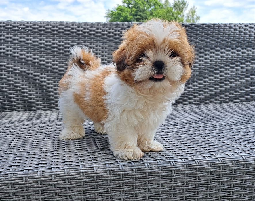 Shih tzu  suczka