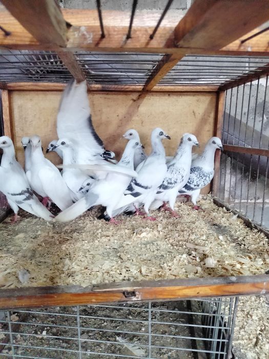 Gołębie Srebrniki z lotu