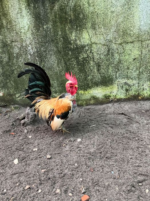 Vendo galos e frangos