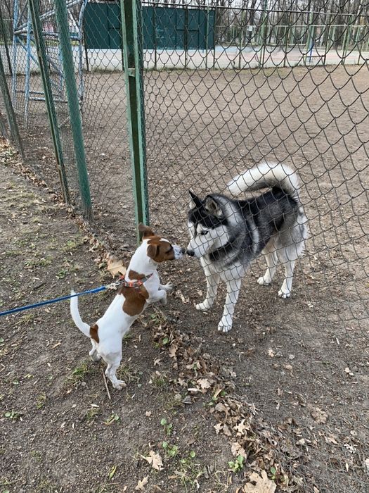 Джек Рассел В’язка