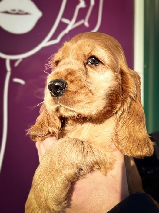 Продаются щенки Английского Кокер Спаниеля