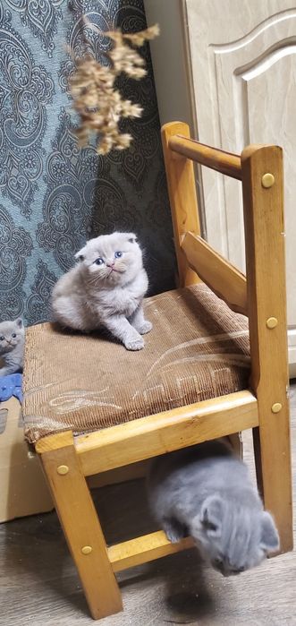 Шотландські кошенята котик кішка