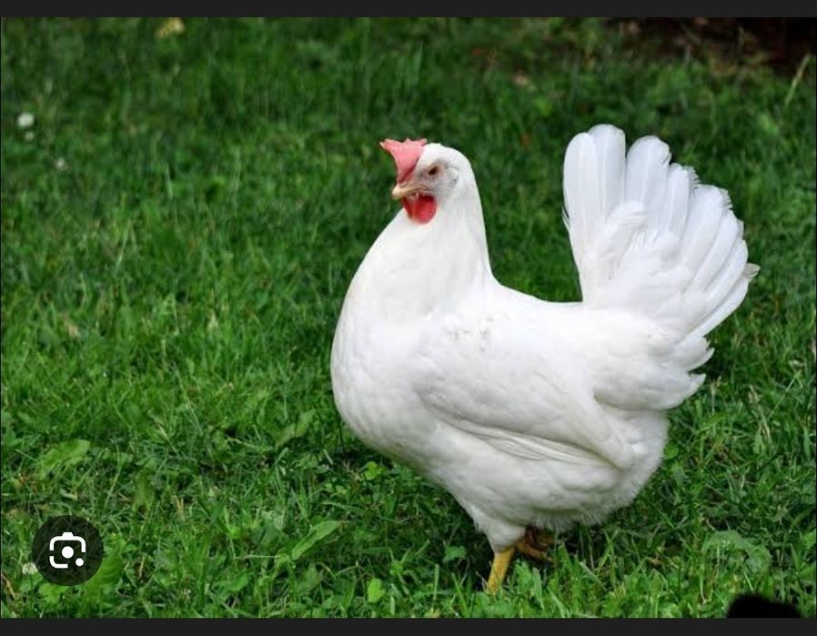 Яйце Інкубаційне