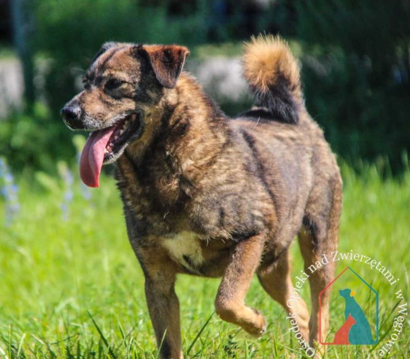 Mały,  bardzo przyjazny piesek Baldo szuka domu! Adoptuj!