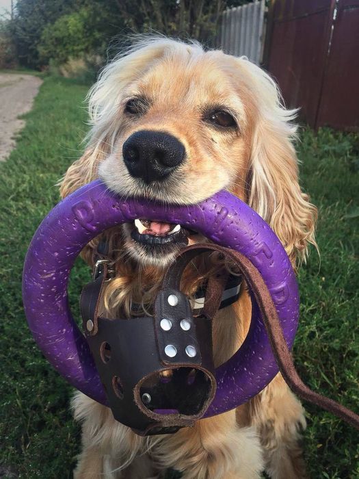 Научу собаку командам Чернигов