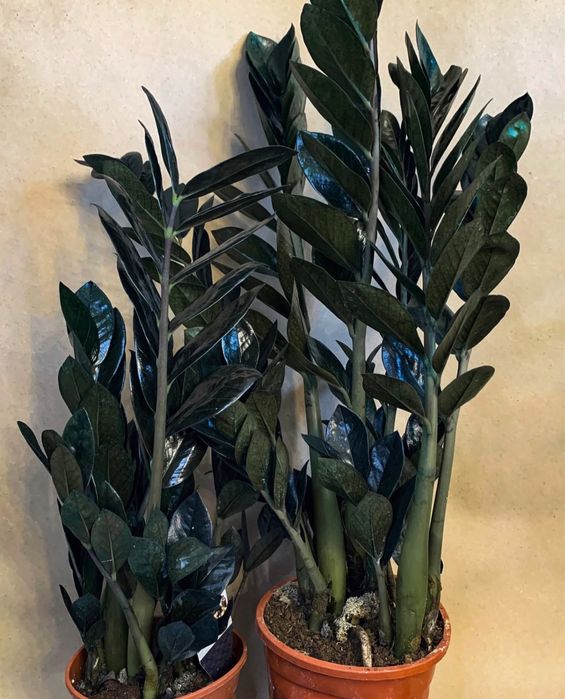 Варієгатний чорний дерево заміокулькас замиокулькас долларове зензі