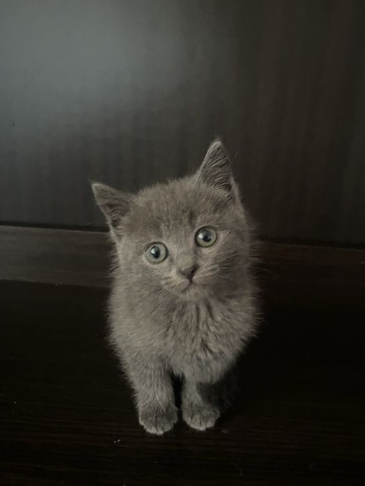 Шотландські висловухі кошенята