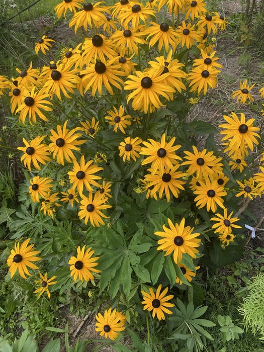 Rudbekie wysokie i niskie,byliny długo kwitnące