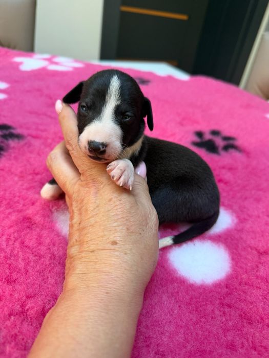 Whippet chart angielski
