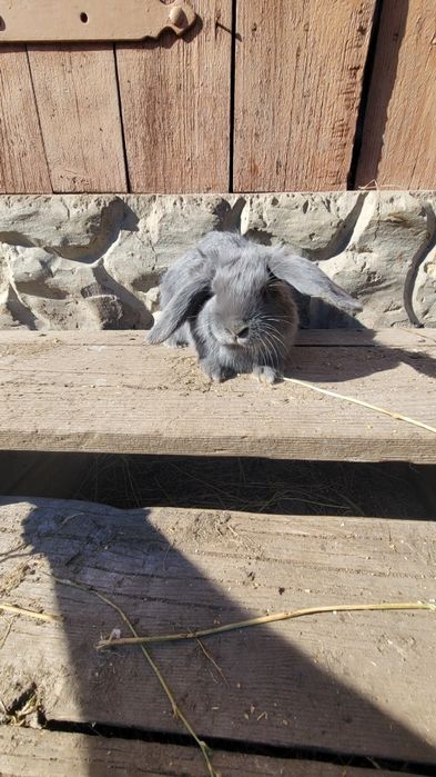 Кролики ,  молодняк