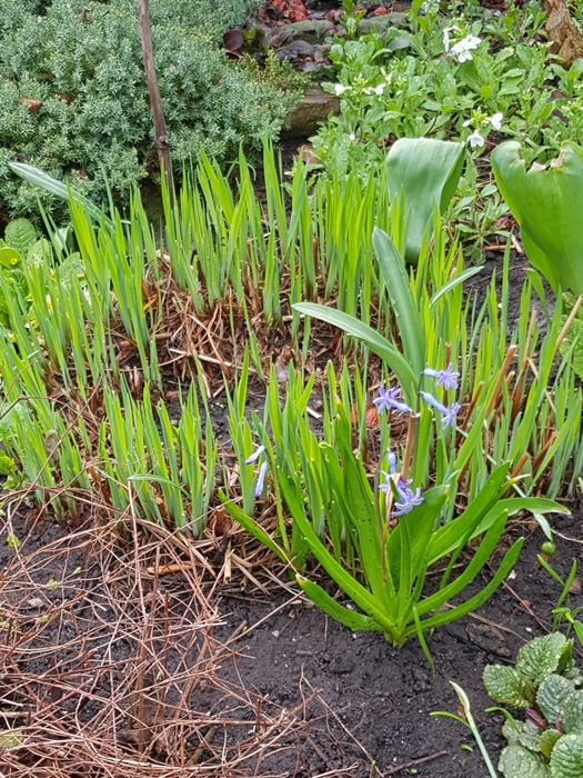 Садові квіти #  кустарники