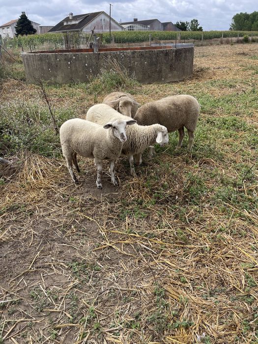 Carneiro de ano e meio