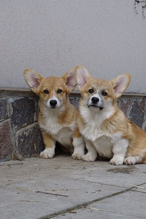 Розплідник пропонує